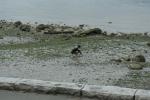 IMG_4151.JPG