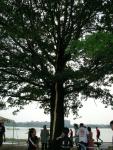 All the way up the tree