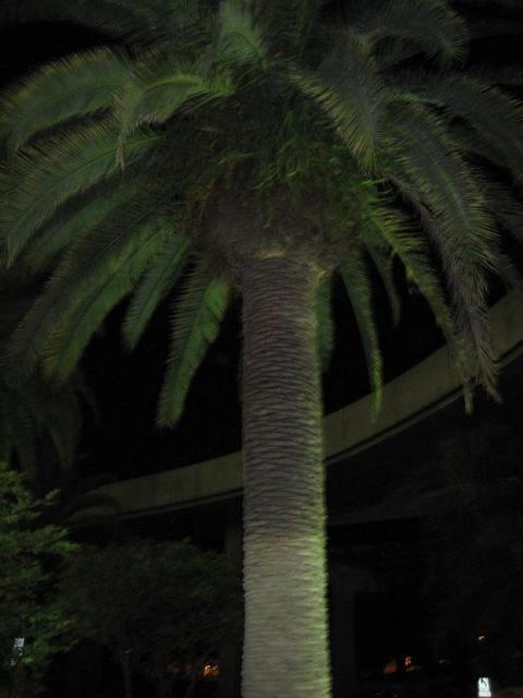 palm tree left violated by palm tree hugger