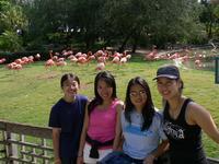 Flamingos and the ladies