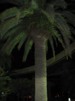 palm tree left violated by palm tree hugger