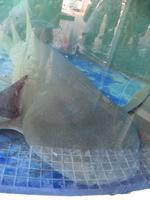 Shark!